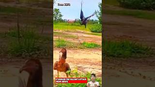 Con gà đã né được sự truy sát của con chim ưng một cách rất dễ dàng  Eagle hunting falcon animals [upl. by Aititel]