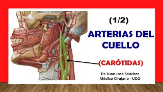 🥇 ARTERIA CARÓTIDA Y SUS RAMAS ¡Fácil y Sencillo [upl. by Koerner]