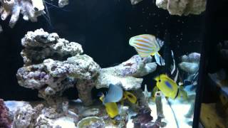 750 FO Butterfly fishes aquarium by Medic100 [upl. by Keavy]