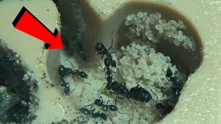 Iridomyrmex suchieri update [upl. by Airdnax]