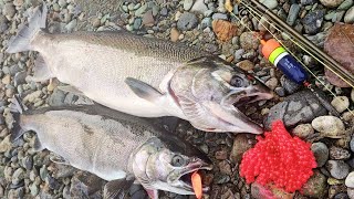 My Coho Salmon REVENGE Bobber amp Eggs BEAT DOWN Fishing Washington [upl. by Eichman]