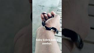 Beby kobrakobra sembur [upl. by Rosemare]