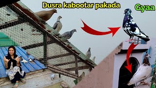 Ek sath doo naye kabutar pakde how to catch pigeon easily 😱🕊 [upl. by Adnylg]