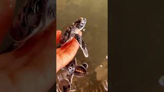 Watch These Adorable Baby Turtles Take Their First Steps 🐢✨ CuteBabyTurtles [upl. by Yerffoej756]