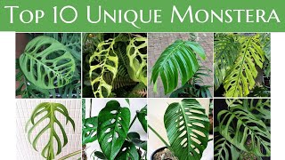 Top 10 Unique Monstera You Must Have [upl. by Rubia]