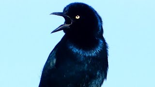 Grackle bird call  song  sound  Boat tailed [upl. by Gibbon]