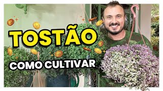 TOSTÃO  Como cuidar do DINHEIRO EM PENCAS [upl. by Lenra943]