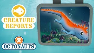 Octonauts  Creature Report  Sea Creatures Beginning with the Letter M [upl. by Nawotna880]