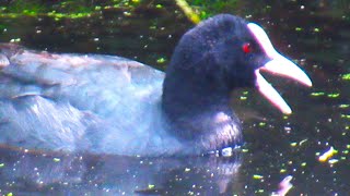 Eurasian Coot Calling its Chick [upl. by Hugibert610]