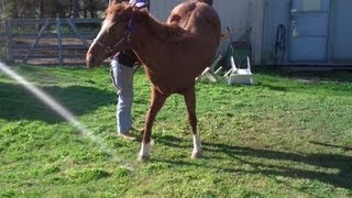 Horse Kicking and How to Solve the Issue Mike Hughes Auburn California [upl. by Dougy]