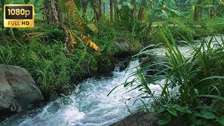 Relaxing river sounds water sounds rainforest sounds nature sounds for sleeping asmr for sleep [upl. by Nanci942]