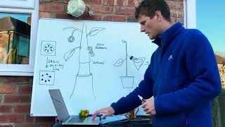 Evidence of translocation in phloem tissue  Part 1 [upl. by Chaim344]