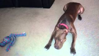 Max the Labrabull  Yackety Yack Dont Talk Back [upl. by Rramal]