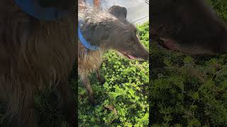 Scottish Deerhound [upl. by Kelley]