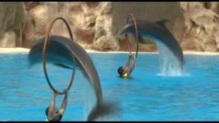 Delfines  Loro Parque [upl. by Arahat]