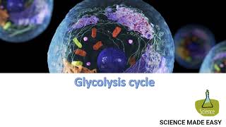 Glycolysis Cycle [upl. by Case]