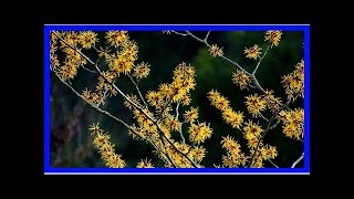 Hamamelis Wirkung Anwendung und Anbau der „Zaubernuss“ [upl. by Nadabas]