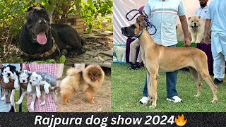 Rajpura Dog Show 2024 🐕🔥 Cheapest Dog Market ‼️  First Dog Show In Punjab This Season 2024 [upl. by Carothers112]