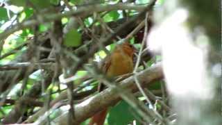 Limpa folha do brejo Syndactyla dimidiata Russetmantled Foliagegleaner [upl. by Gorlin808]