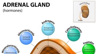 Adrenal Gland Endocrine SystemZona glumerulusa Aldosterone Hormones Synthesis Target cells [upl. by Maddock]