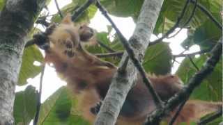 Orangutans in wild Sumatra [upl. by Anna741]