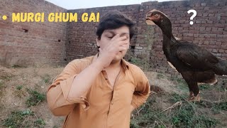 Ayaan ki murgi ghum gai  Nahi mili   Subscribe [upl. by Enamrej]