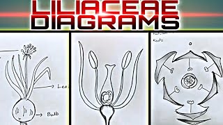 How to draw LILIACEAE Diagrams useful for practical exams [upl. by Lucinda]