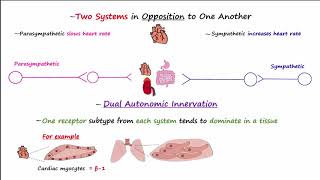 Autonomic Nervous System [upl. by Suirtemid]