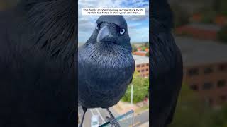 This family rescued the poor crow and then crow birds short [upl. by Hirasuna]