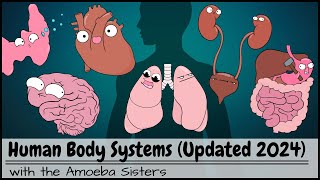 Human Body Systems Overview Updated 2024 [upl. by Nylde]