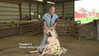 Sheep Shearing Penn State Extension [upl. by Retsevel]