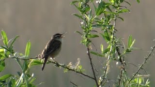 Rokitniczka Acrocephalus schoenobaenus  Śpiew  Song of Sedge warbler [upl. by Fatsug]