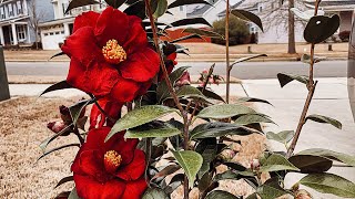 Camellia ROYAL VELVET Myhomegardenunlimited [upl. by Galliett28]