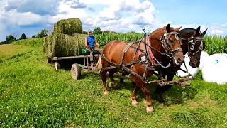 DRAFT HORSES Raking Hay Hauling Round Bales amp BREES TRAINING SESSION 517 [upl. by Aholla293]