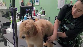 Dog Brush Tutorial [upl. by Anesusa]