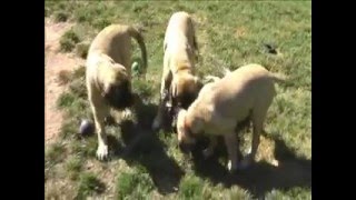 Funny Mastiffs  4 month old Mastiff puppies [upl. by Duomham]