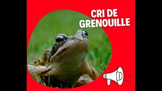 CRI DE GRENOUILLE 🔊 [upl. by Tate]