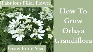 How To Grow Orlaya Grandiflora [upl. by Anahpos]