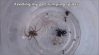 Jumping Spider Vs Brown Recluse [upl. by Burwell282]