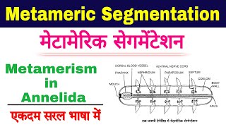 metameric segmentation in annelids  metamerism in annelida  metamerism zoology  biology ScienceSK [upl. by Garin333]