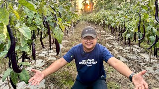 Eggplant Farming sa Taiwan Yayaman Talaga mga Small Farmers nila Scientific na Supported pa [upl. by Anifled]