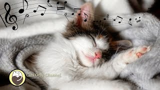 Cat Purring amp 528Hz Healing Frequency  Deep Sleep Music for Anxiety and Stress Relief [upl. by Hannan]