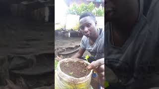 How to plant Black NightshadeManagu in a sack🌱🌱 [upl. by Neenahs]