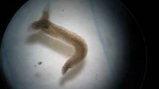 Twoheaded Planarian Planaria Regeneration Experiment [upl. by Tala]