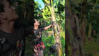 আজ দেখাব কলা গাছের গুরুত্বপর্ণ tips। How to take care banana tree banana bananatree agriculture [upl. by Marfe115]