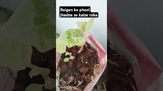 😯Baigan🍆ke Phool jhadne se kaise rokebrinjal plant tipsbaigangardeninggardenshortsytshorts [upl. by Morgun38]