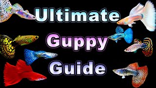 The Ultimate Guide to Guppy Care and Breeding [upl. by Eelan]