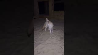 Fox 🦊 in night video sources from  gabbynikolle dream place Florida [upl. by Nojram]