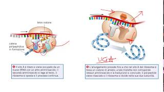 La Sintesi Proteica lezione di sintesi per il test di Medicina [upl. by Llehcsreh]
