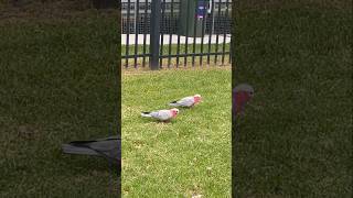 Australian Galah Cockatoo bird Galah GalahCockatoo Cockatoo Birds Bird BirdLovers Australia [upl. by Borek]